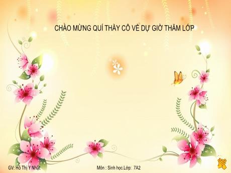 Bài giảng môn Sinh học Lớp 7 - Bài 10: Đặc điểm chung và vai trò của ruột khoang - Hồ Thị Y Nhật